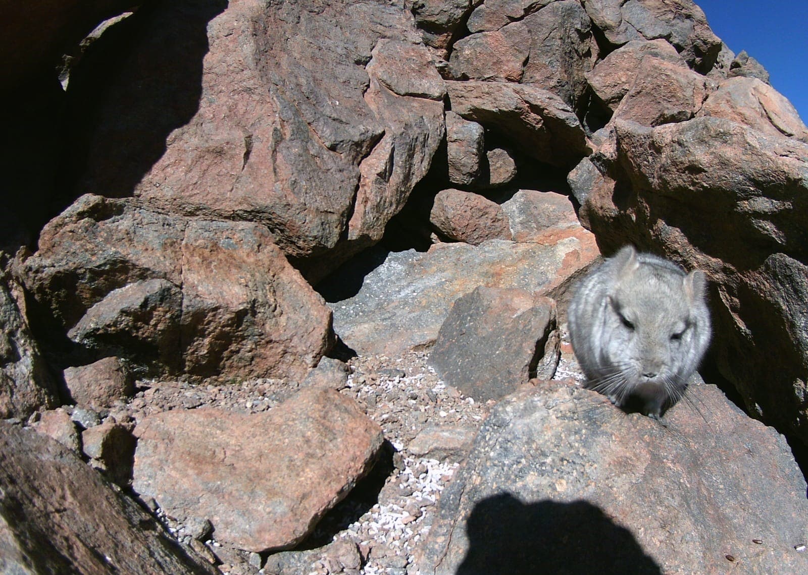 SMA dicta medida contra minera Gold Fields para garantizar el resguardo de chinchillas.
