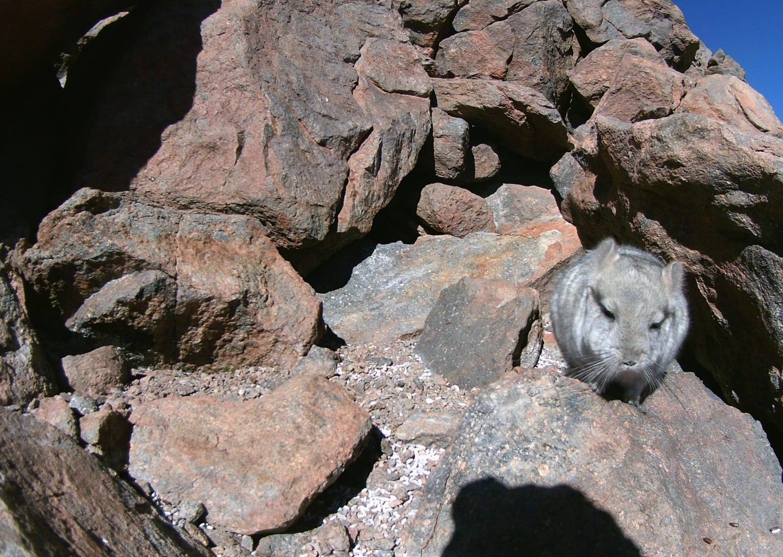 SMA dicta medida contra minera Gold Fields para garantizar el resguardo de chinchillas.