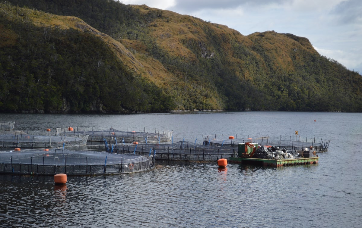 Seguimiento de Ciclos Productivos: SMA realiza segunda notificación masiva del año a 255 Centros de Engorda de Salmones.