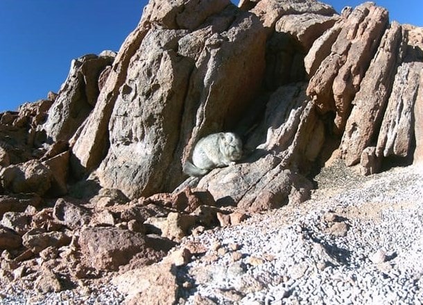 SMA extiende paralización de Minera Gold Fields Salares Norte SpA para garantizar el resguardo de chinchillas.