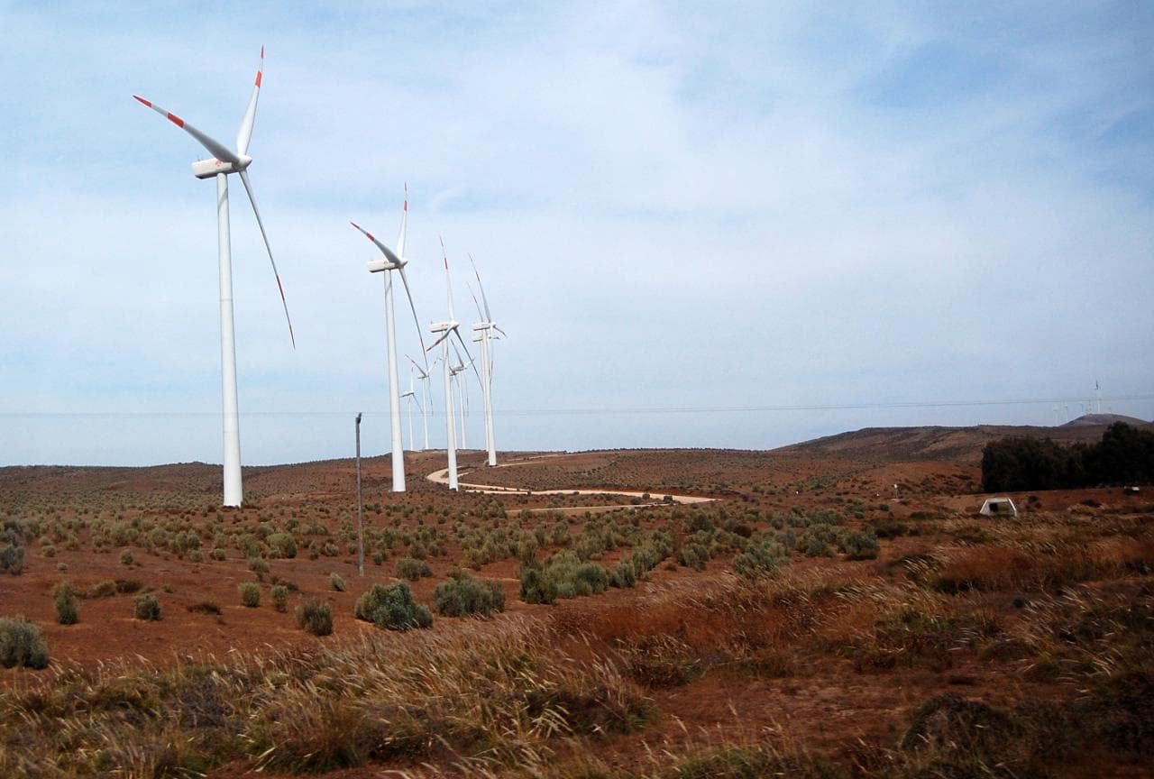 Coquimbo: SMA ordena medidas urgentes y transitorias a los titulares del proyecto Parque Eólico Talinay por afectación de aves y murciélagos.
