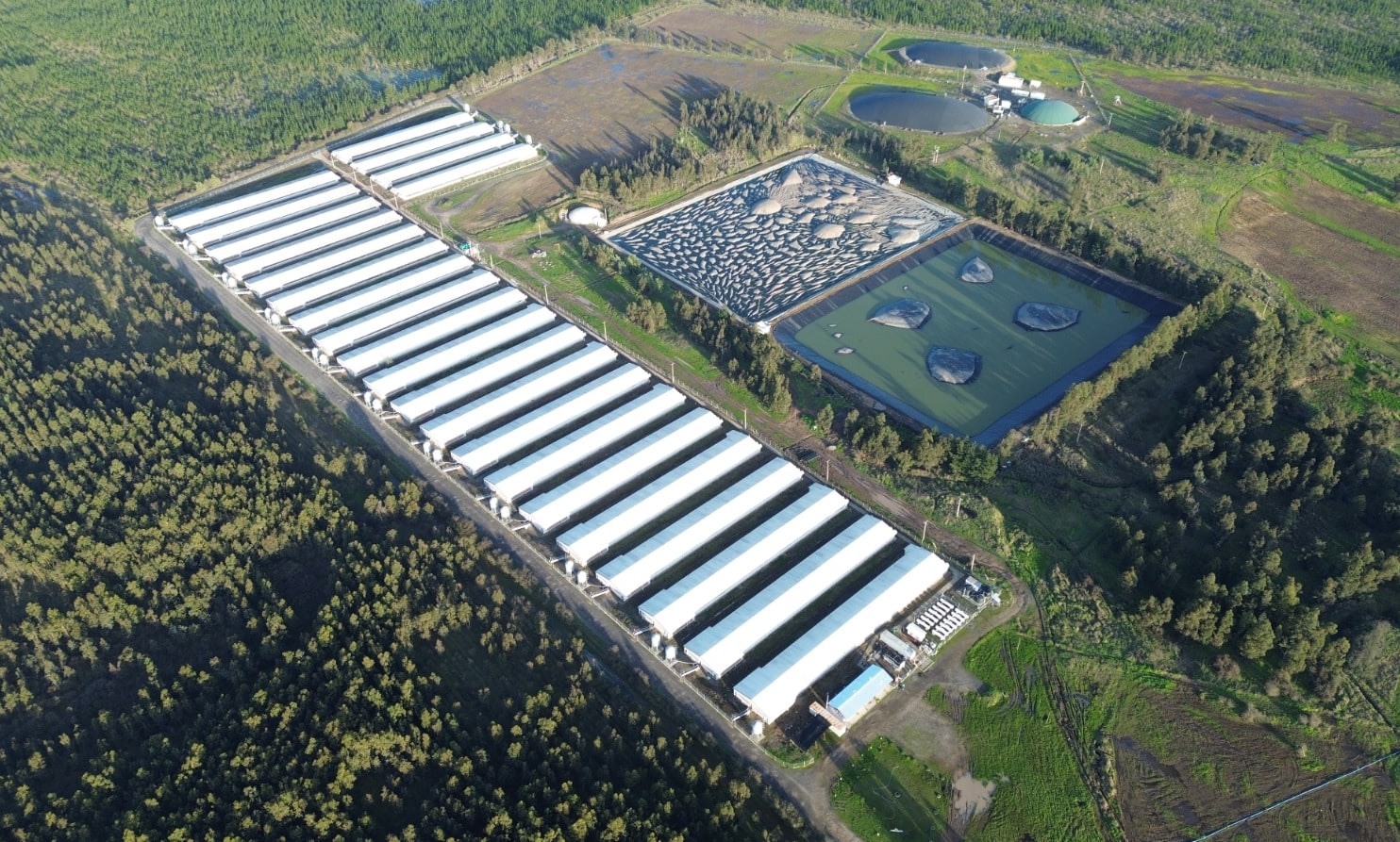 SMA aplica multa a empresa Agrícola y Ganadera Chillán Viejo por incumplimientos ambientales en el plantel porcino Rucapequén.