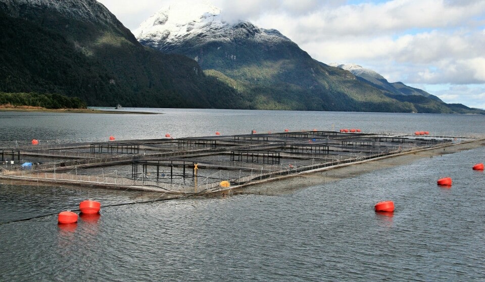 Imagen: salmonexpert.cl