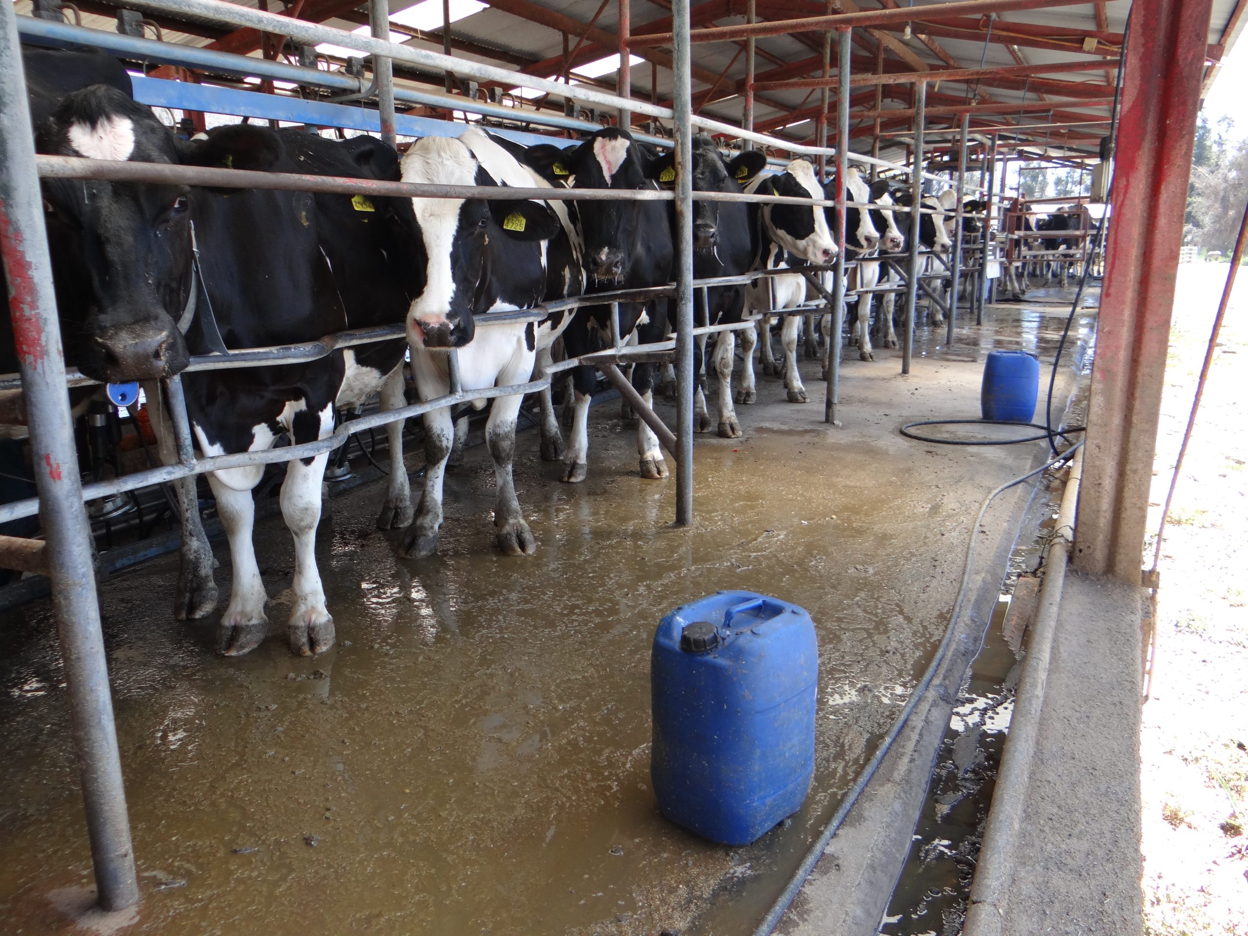 SMA inicia procedimiento de requerimiento de ingreso al SEIA contra titular de proyecto de crianza de aves, cerdos y vacas en Talagante.