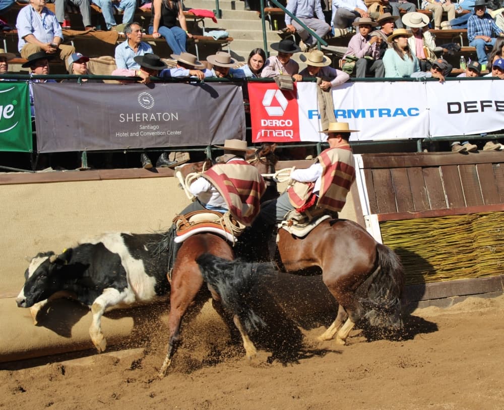 Imagen: caballoyrodeo.cl