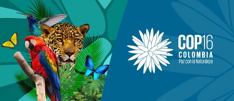 Personas expertas de procedimientos especiales y REDESCA llaman a los Estados a integrar plenamente los derechos humanos en la COP16 del Convenio sobre la Diversidad Biológica.