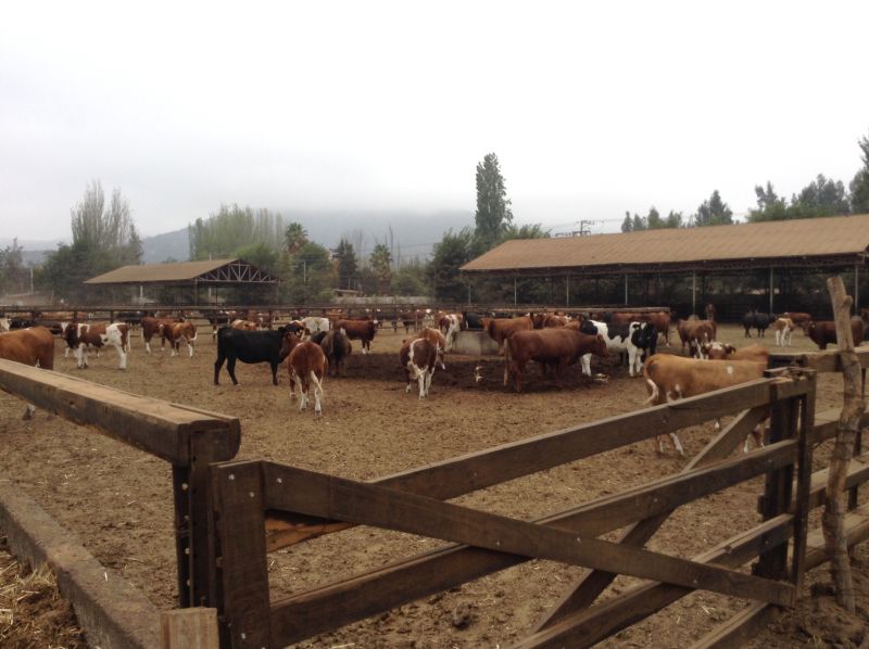 SMA inicia procedimiento de requerimiento de ingreso al SEIA contra titular del plantel de engorda de animales Fundo Santa Alejandra en Paine.