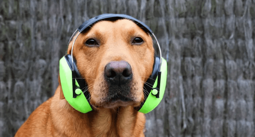 imagen: petservi.com
