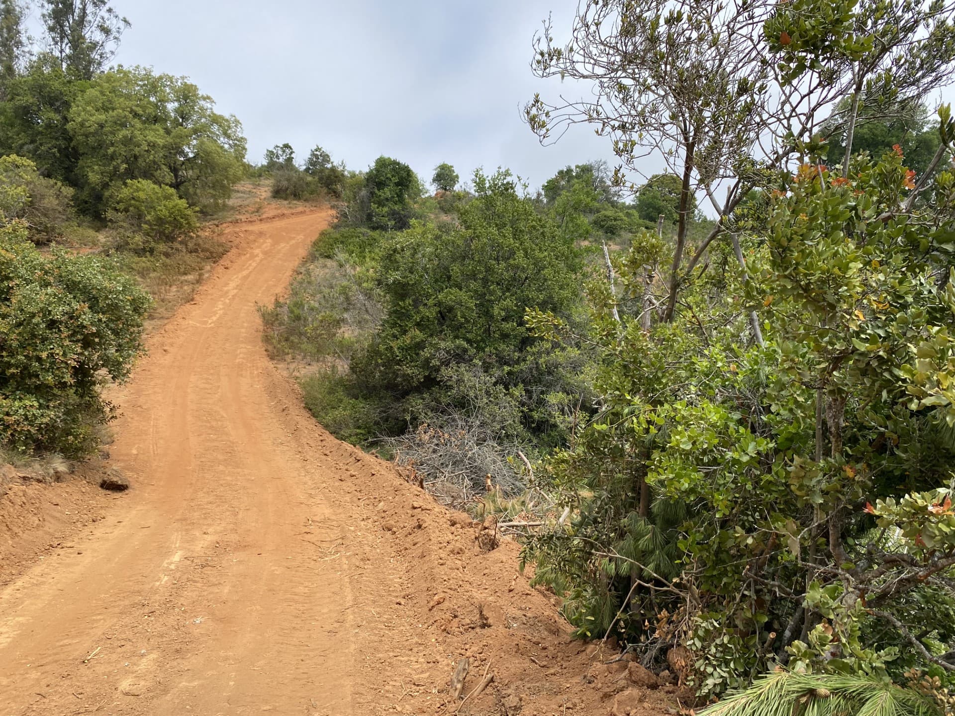 SMA ordena medidas urgentes y transitorias contra Casablanca Transmisora de Energía por posible afectación a bosque nativo.