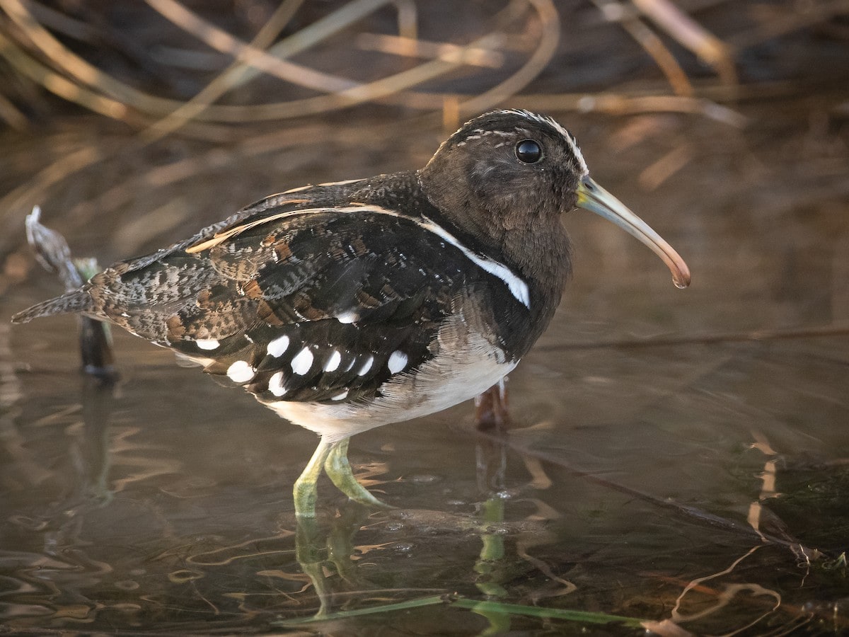 Imagen: ebird.org