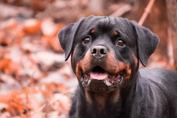 imagen: expertoanimal