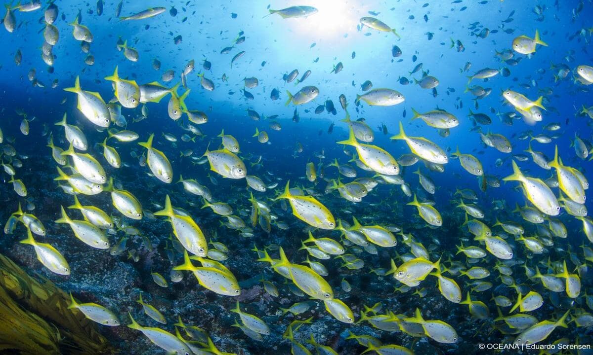 imagen: chile.oceana.org
