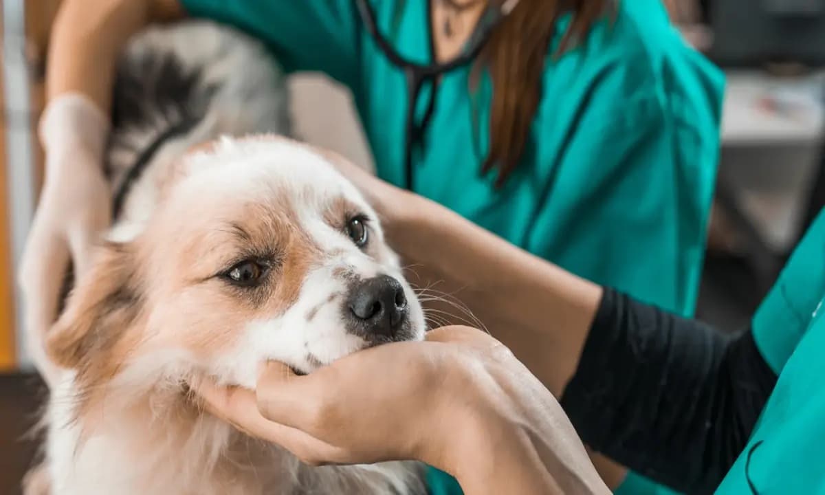 MINSAL modifica norma para que Médicos Veterinarios prescriban psicotrópicos