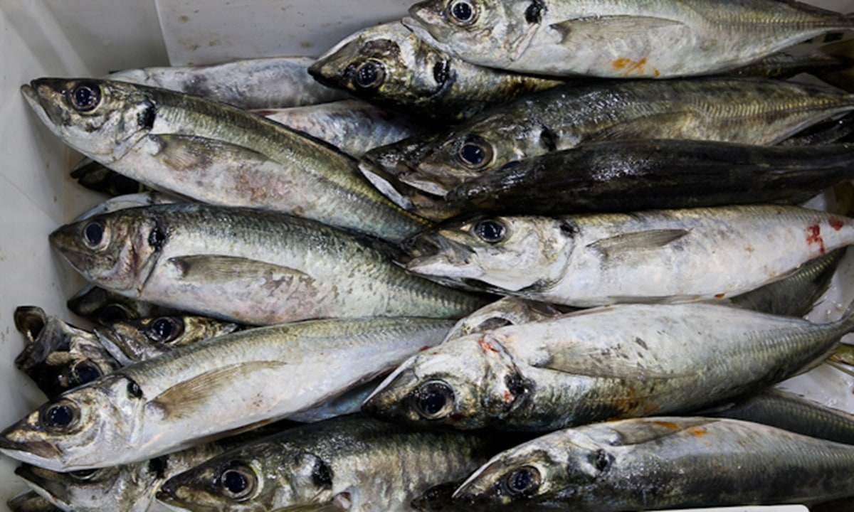 peixesvimar.com