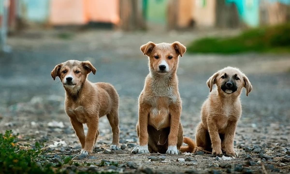 imagen: iaabcfoundation