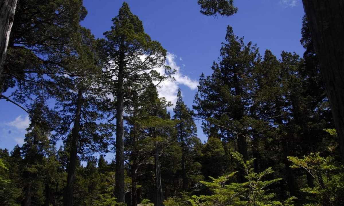Imagen: tribunalambiental.cl