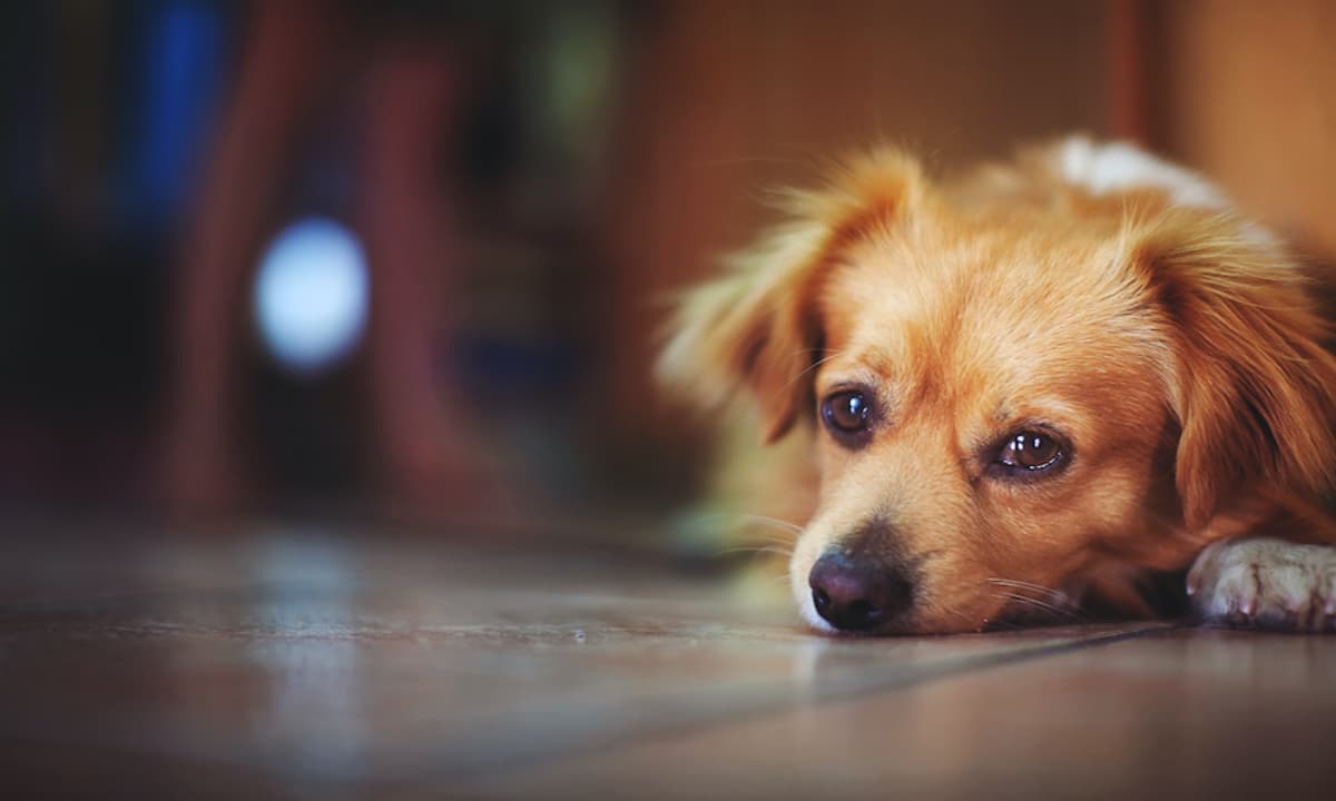 imagen: adiosmascota.es