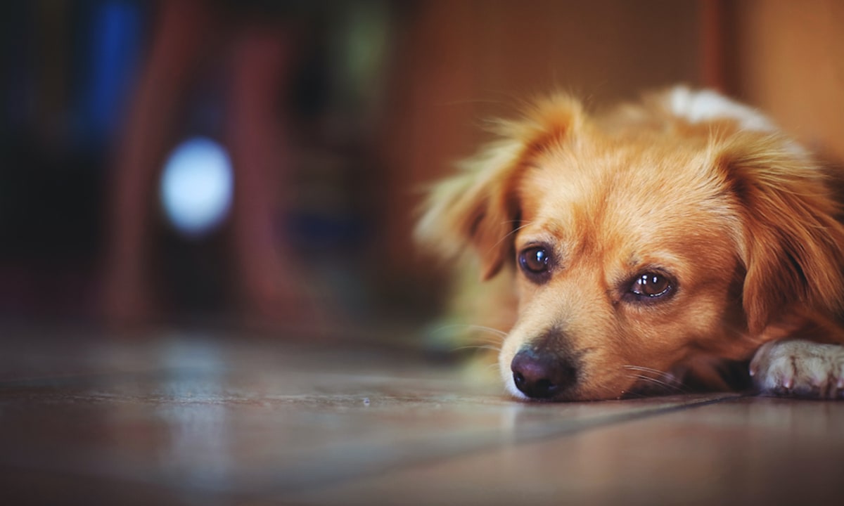 imagen: adiosmascota.es
