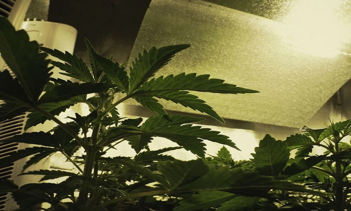 Imagen: oyalqueenseeds.es