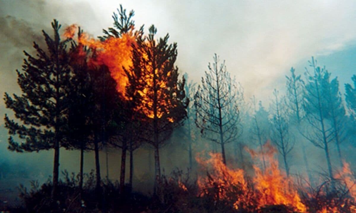 Corte Suprema confirma condena contra CONAF y Bomberos de Villarrica por muerte de voluntario durante incendio forestal en La Araucanía