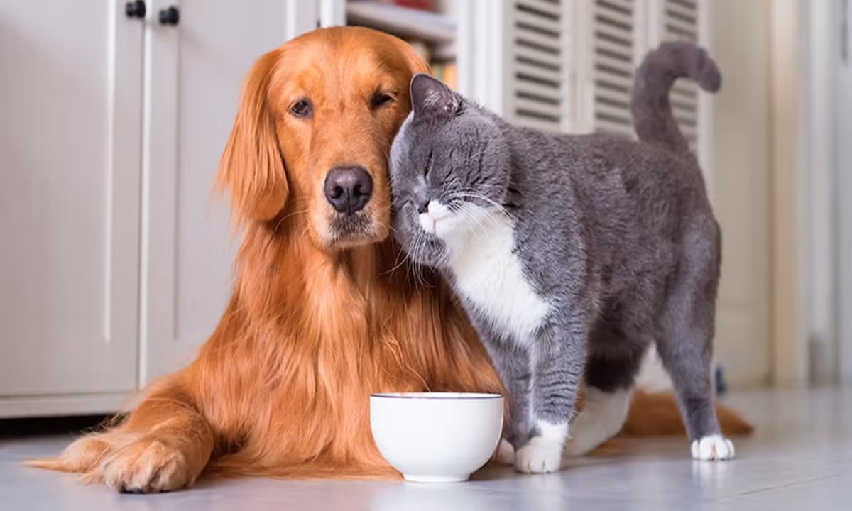 Imagen: purina.cl