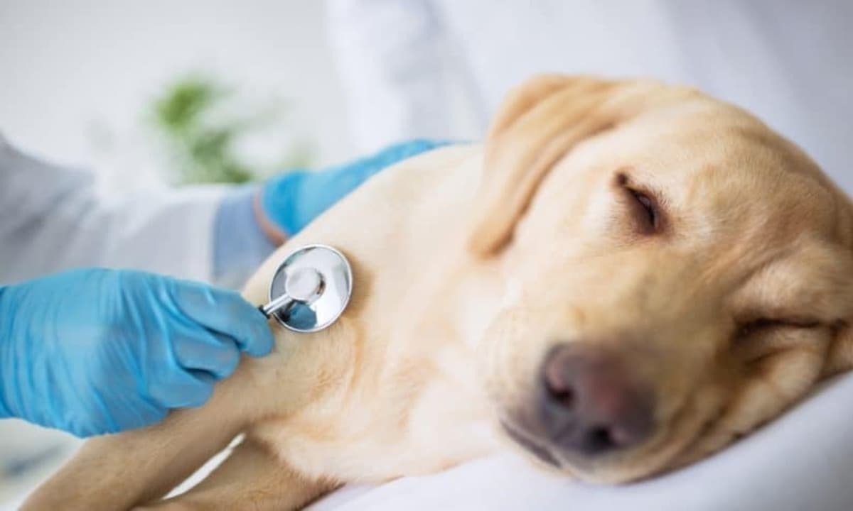 imagen: clinicaveterinarium
