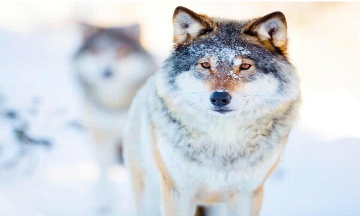 imagen: misanimales