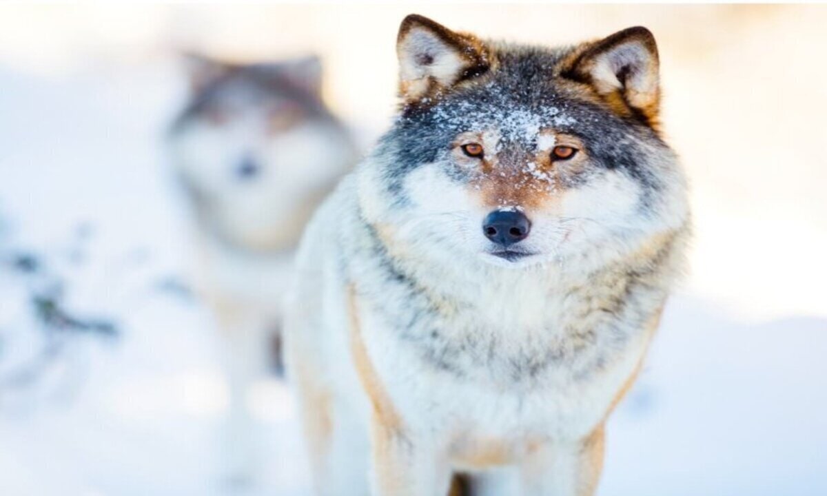 imagen: misanimales