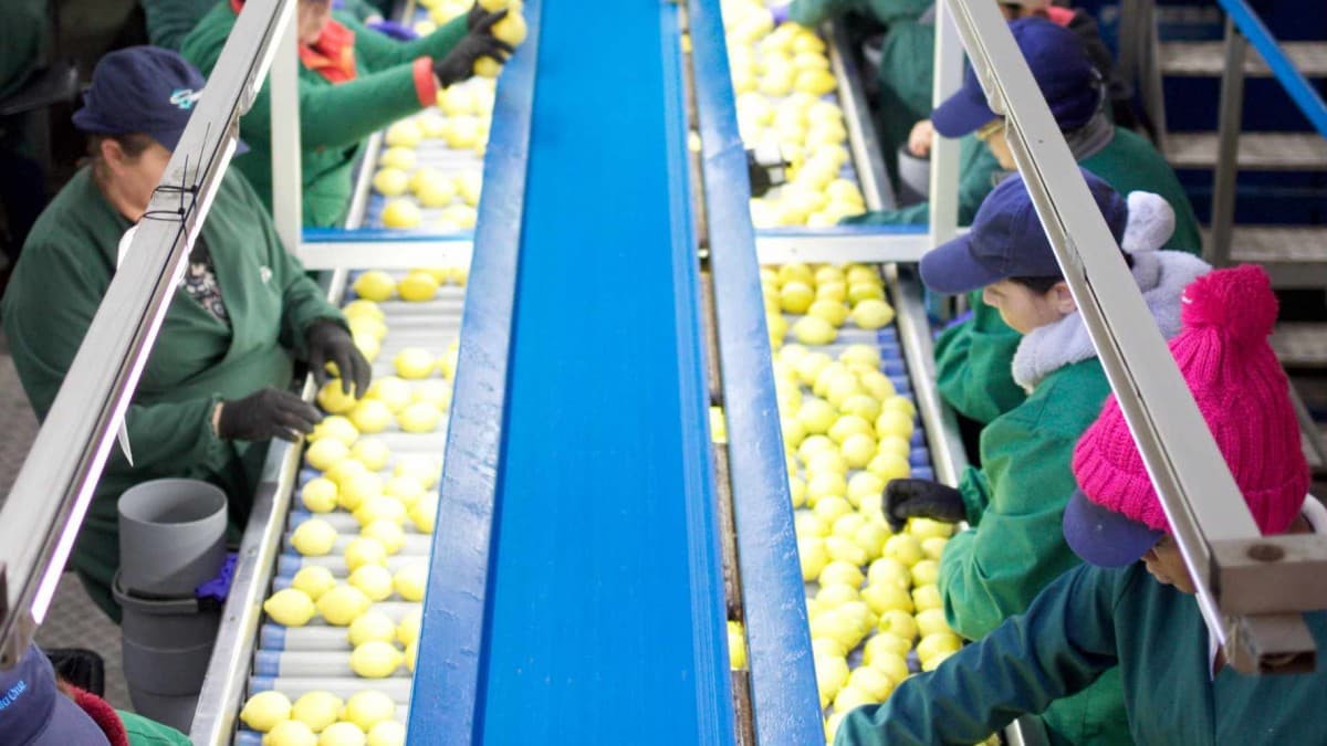 Impugnación de exportadoras de frutas naufraga en el Tribunal Constitucional. Valida régimen de limitación de responsabilidad en transporte marítimo