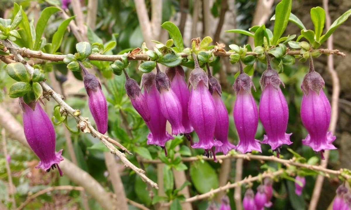 Imagen: chileanendemics.rbge.org.uk