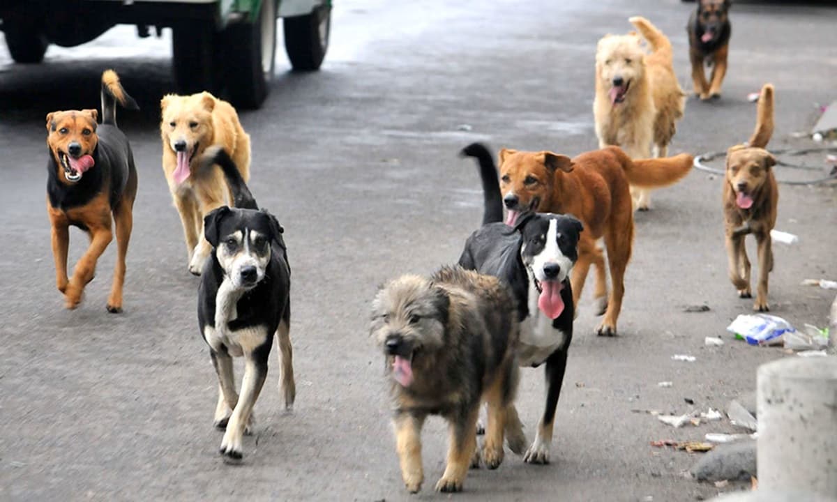 Corte rechaza recurso de protección contra dueño de animales en ambiente insalubre