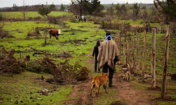 Corte Suprema confirma nulidad de compraventa de tierras indígenas en Panguipulli