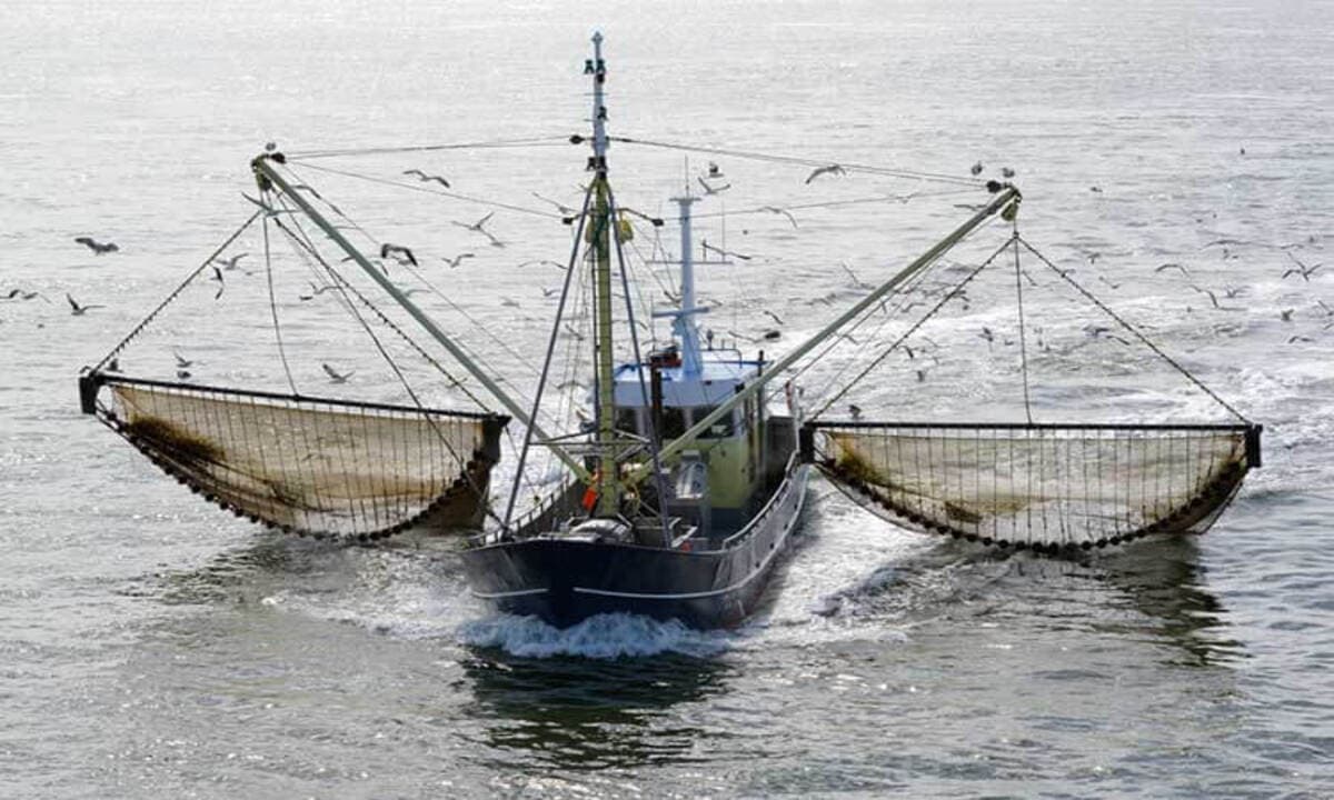 reserva marina afectada por pesca de arrastre