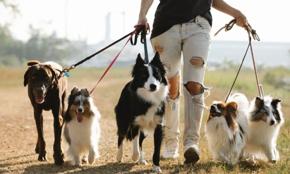 gastos de cuidado de mascotas