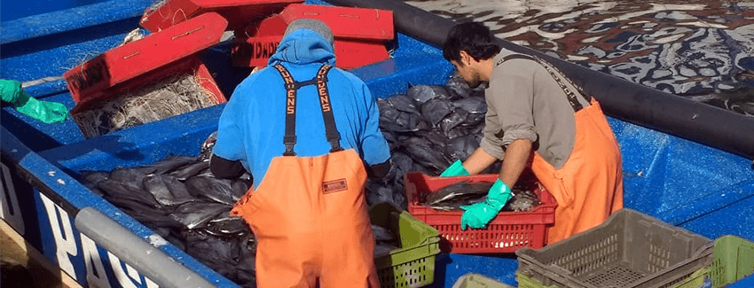 Corte Suprema descarta vulneración al debido proceso en procedimiento sancionatorio pesquero contra armador por realizar faenas de pesca fuera de región autorizada
