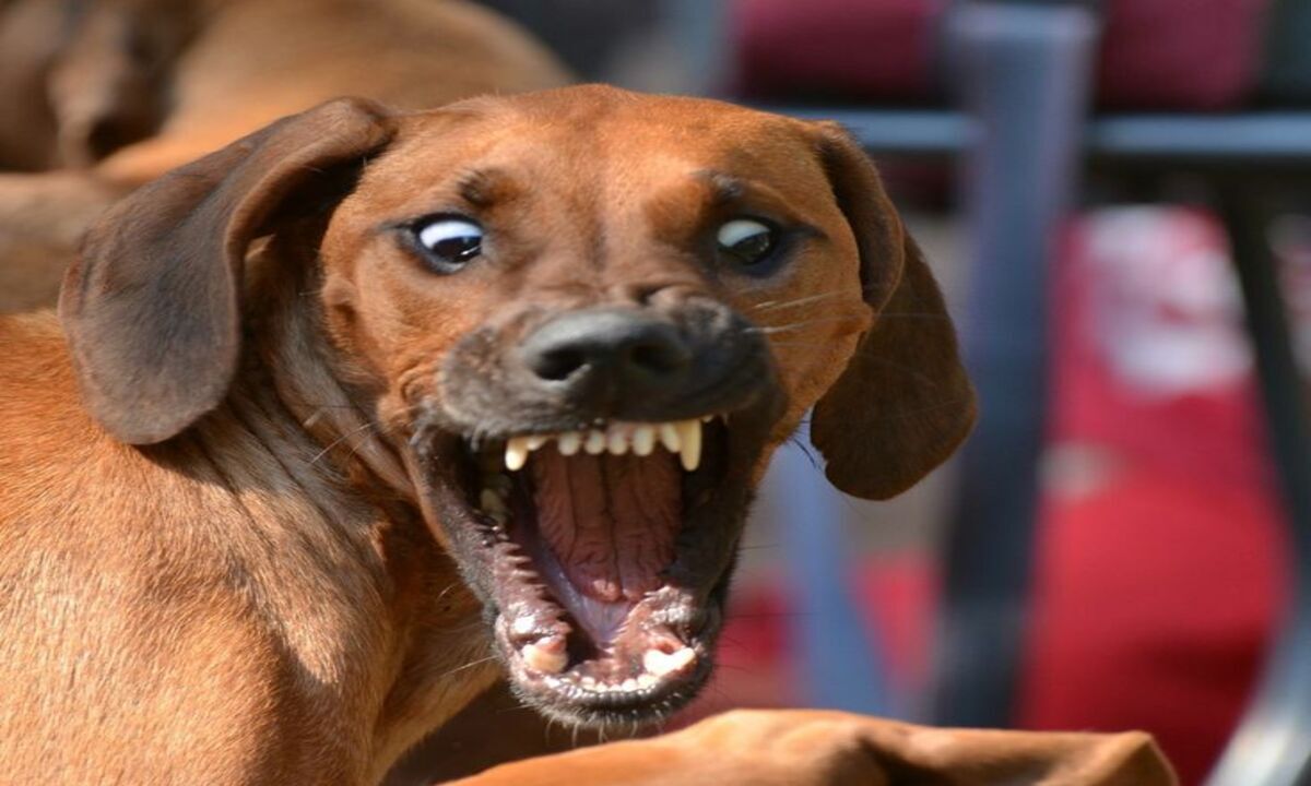 propietarios de perro mordió a motociclista