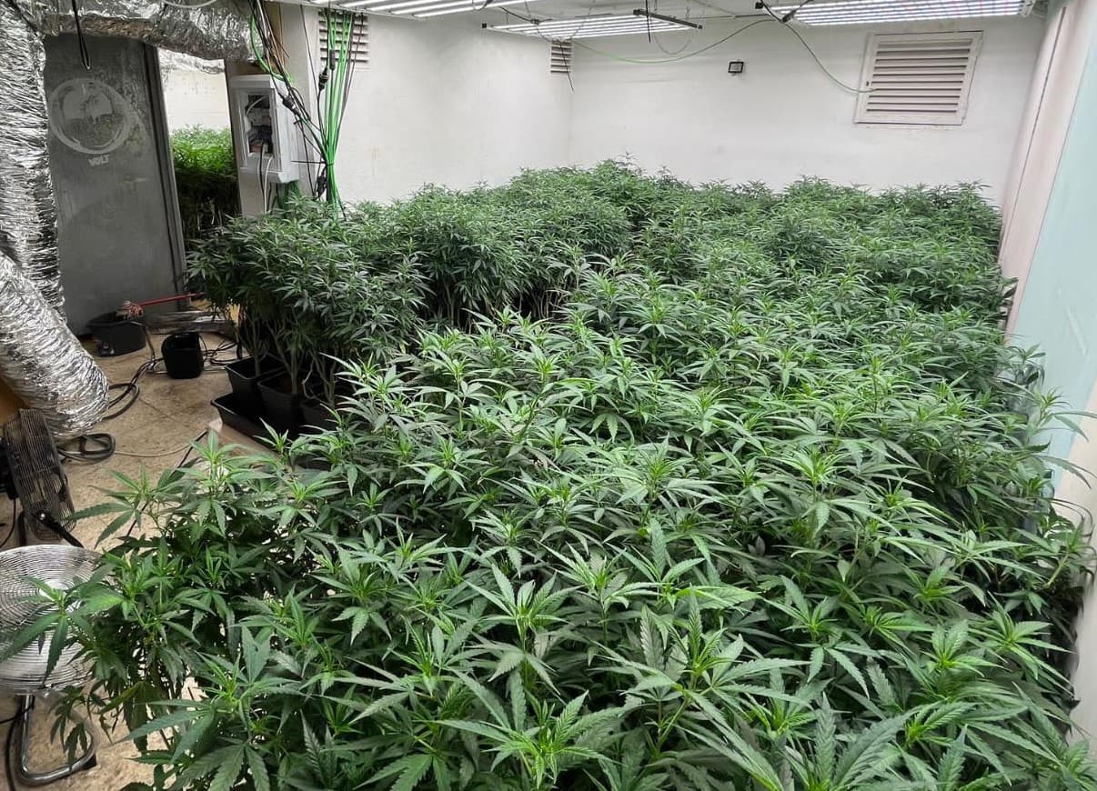 Corte Suprema confirma condena por cultivo de 140 plantas de cannabis y rechaza tesis de uso medicinal exclusivo