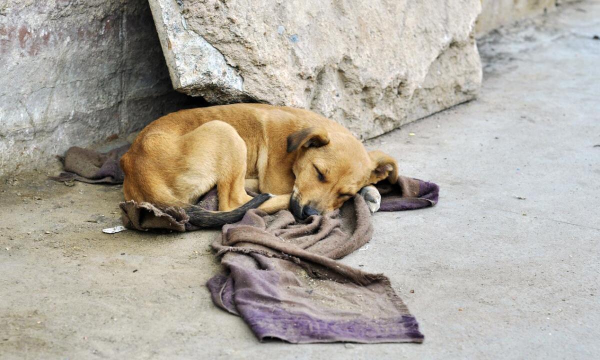 autoridades bienestar de animales sin hogar