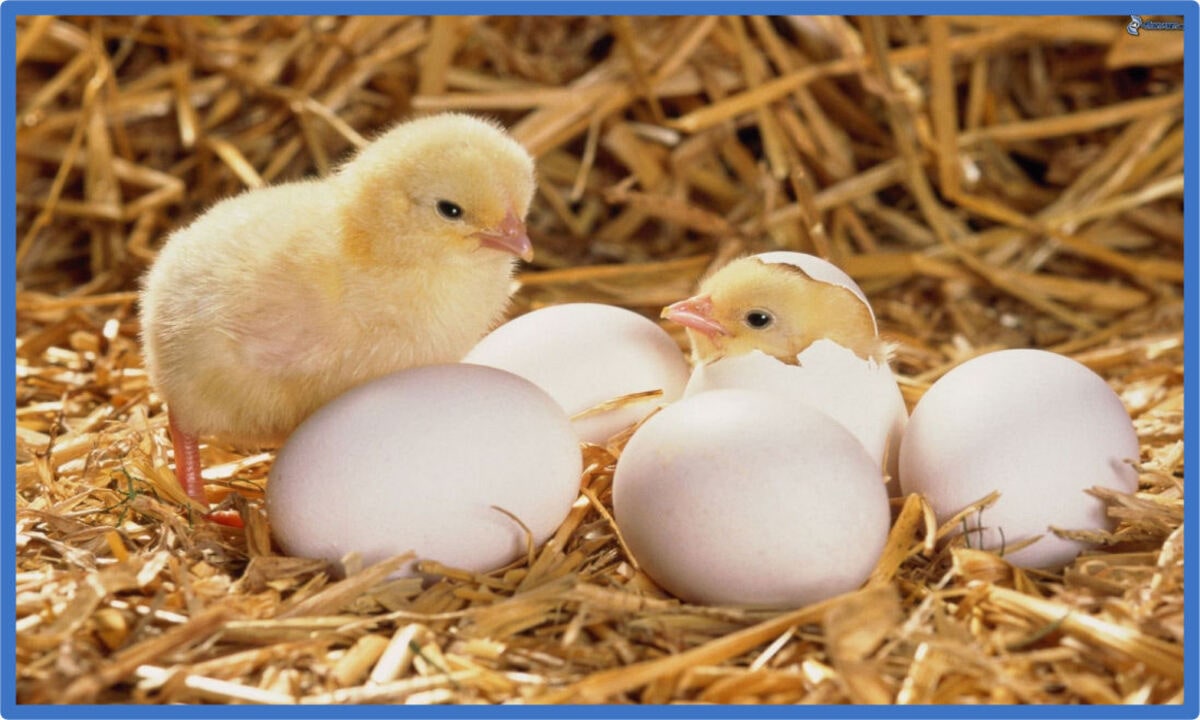 contrabando de huevos de aves protegidas países bajos