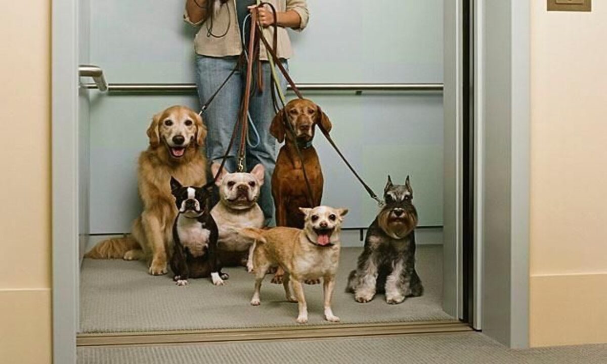 derechos de animales en condominios