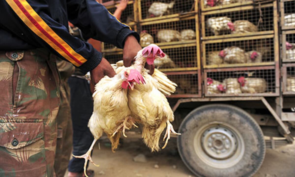 pollos maltrato animal países bajos
