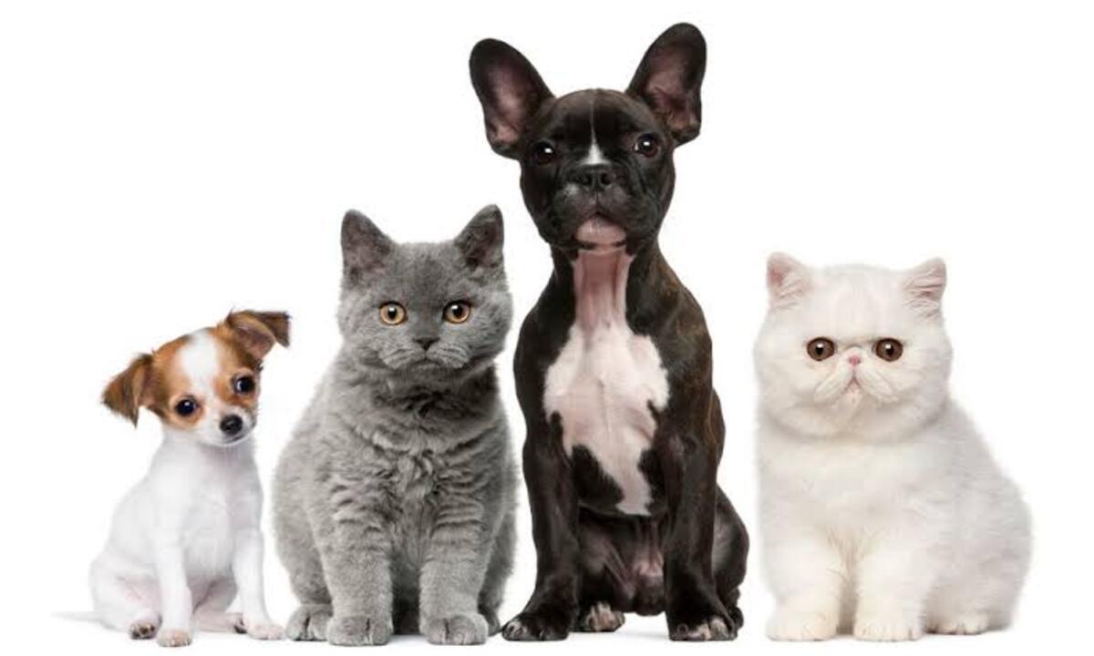 proyecto de ley argentino bienestar animal
