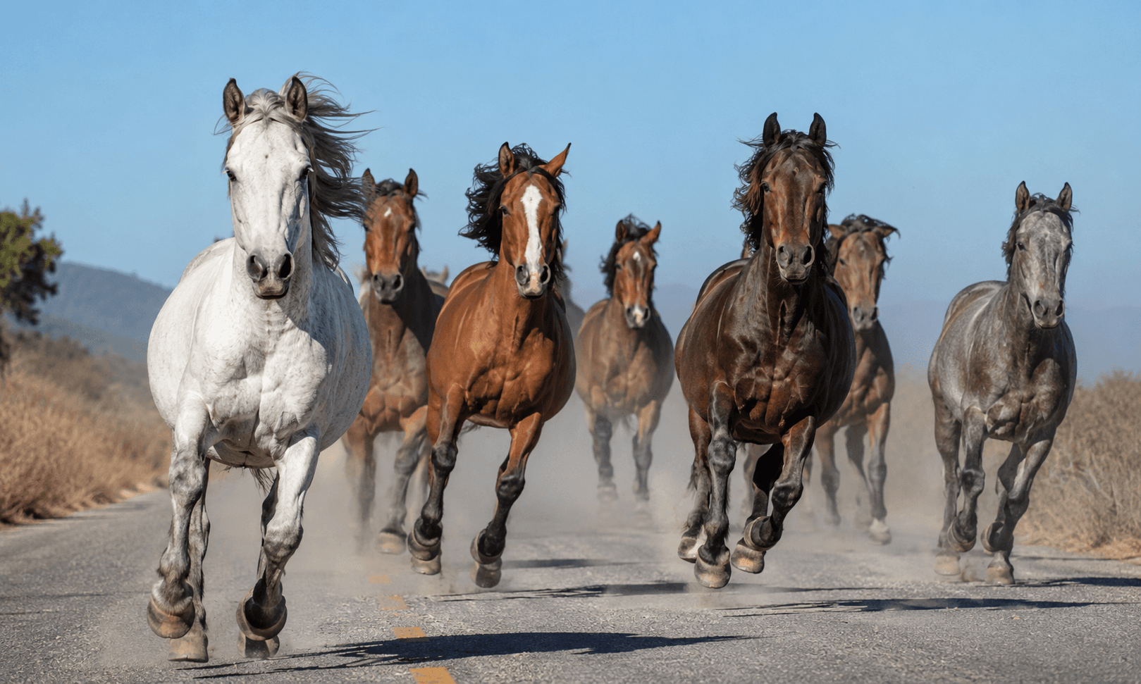 Concesionaria deberá indemnizar automovilista choque con caballo