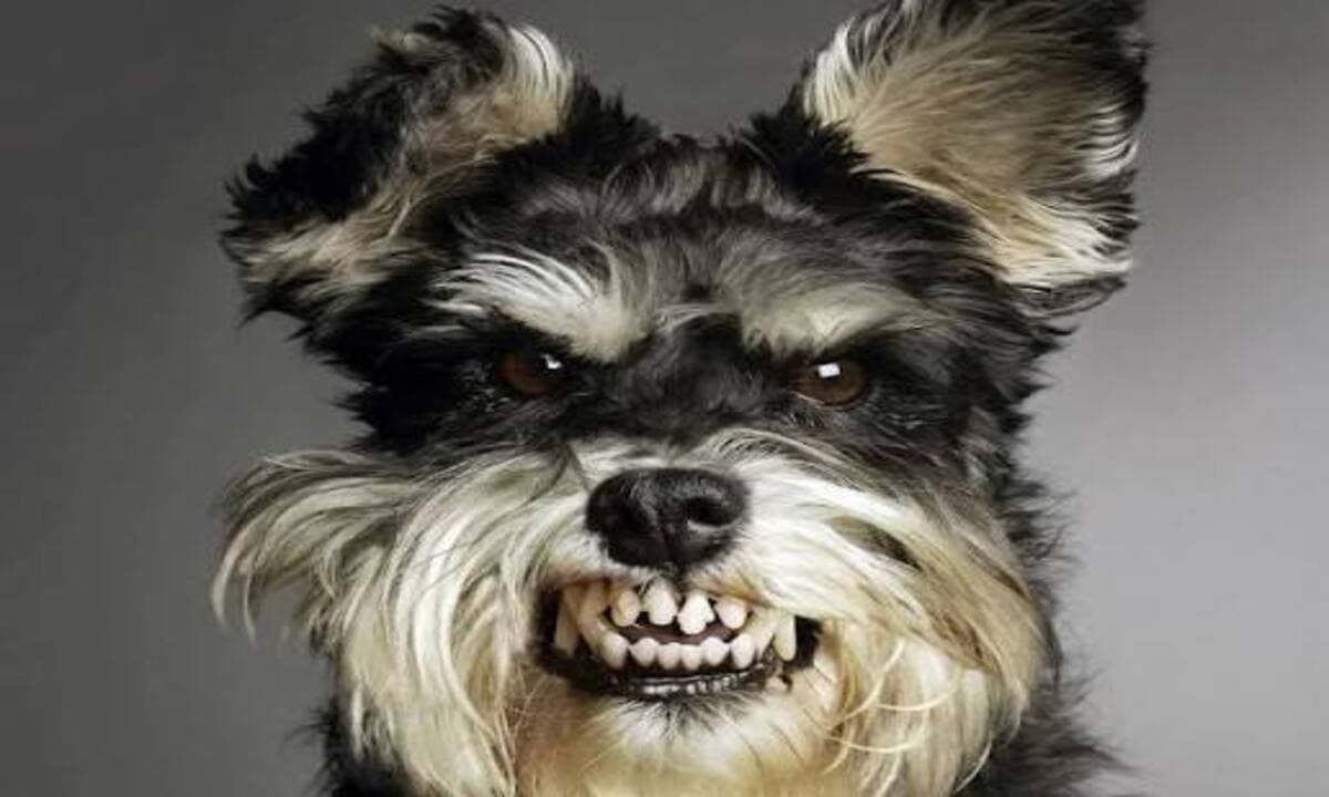 ataque de perros en condominio responsabilidad