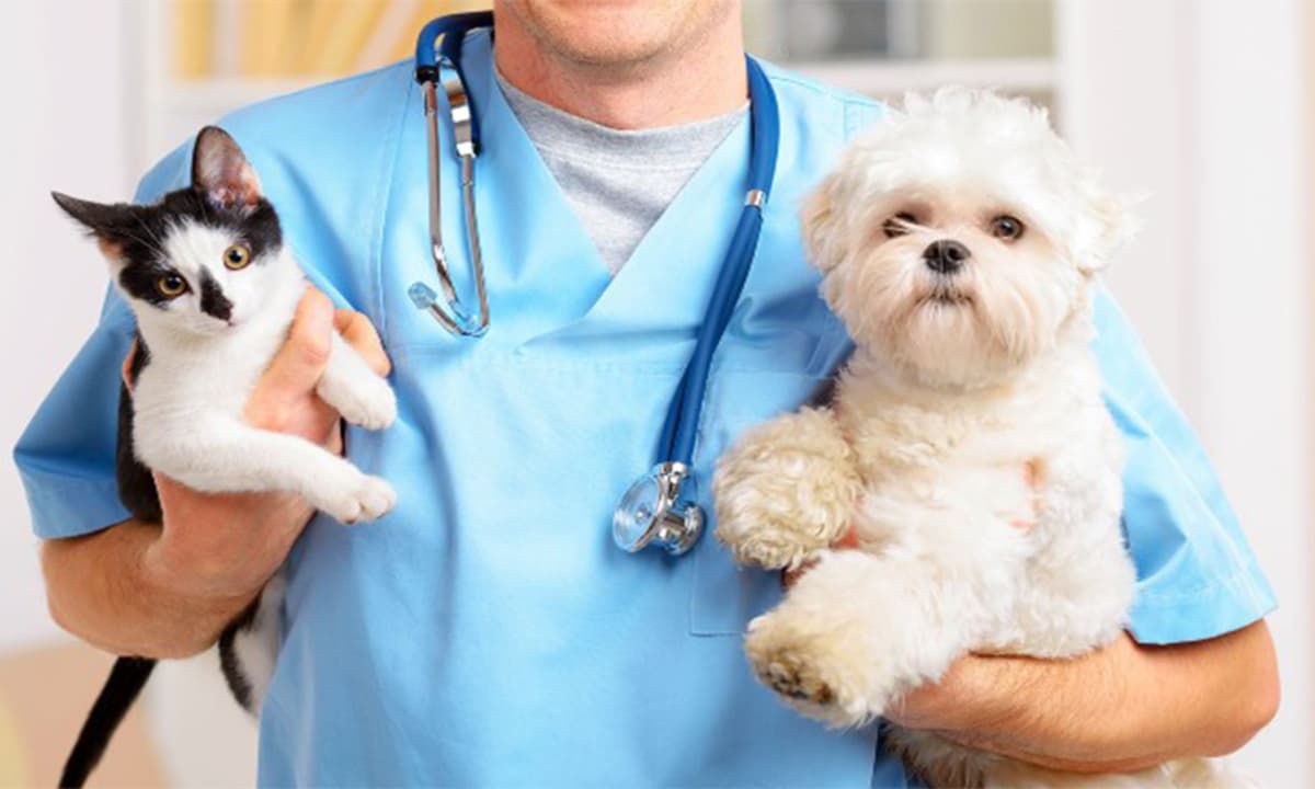 Tribunal de EE.UU. desestima demanda antimonopolio contra la Asociación Médica Veterinaria Americana